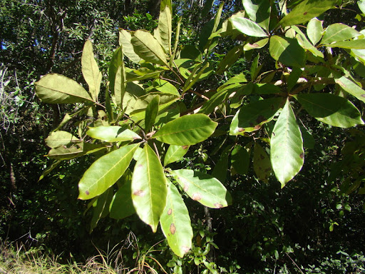 Vitex doniana (Black Plum)